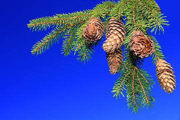 Image showing branch of fur-tree against blue sky