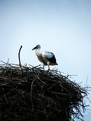 Image showing Stork