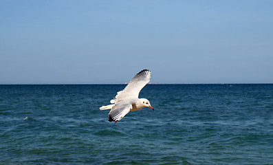 Image showing Seagull over weaves