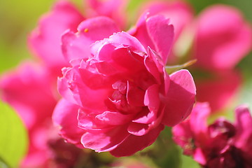 Image showing red rose