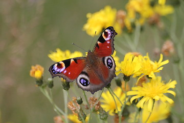 Image showing Butterfly summer flower