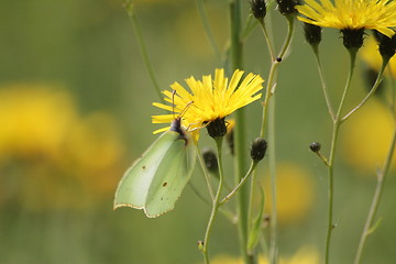 Image showing Butterfly summer flower