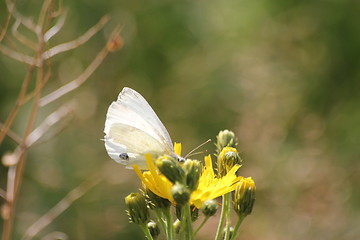 Image showing Butterfly summer flower