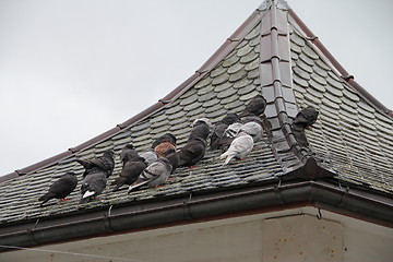 Image showing pigeons sitting on the roof