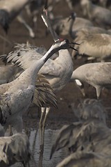 Image showing Migrate of birds