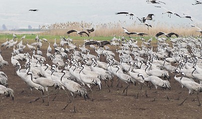 Image showing Birds migration