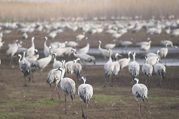 Image showing Migrate of birds