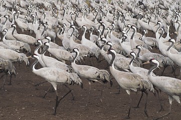 Image showing Migrate of birds