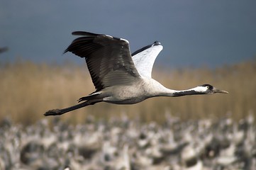 Image showing Birds migration