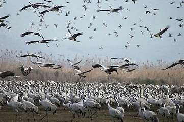 Image showing Cranes migrates at spring