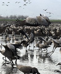 Image showing Cranes migrates at spring