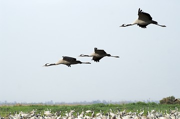 Image showing Birds migration