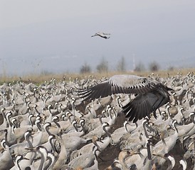 Image showing Migrate of birds