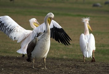 Image showing Birds migration