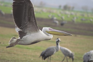 Image showing Migrating pelicanes