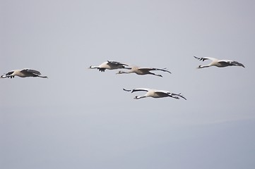 Image showing Migrate of birds