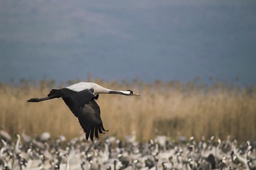 Image showing Migrate of birds