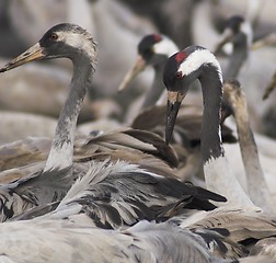 Image showing Migrate of birds