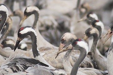 Image showing Migrate of birds