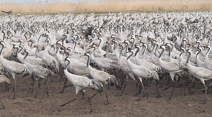 Image showing Migrate of birds