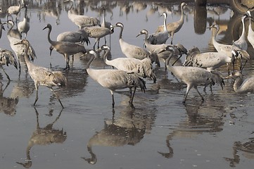 Image showing Migrate of birds