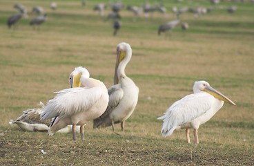 Image showing Migrating pelicanes