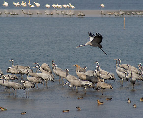 Image showing Migrating birds over nature lake at spring and autumn