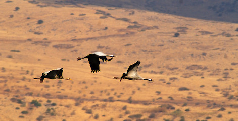 Image showing Migrating birds over nature lake at spring and autumn