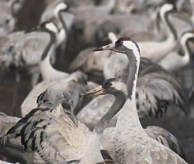 Image showing Migrate of birds