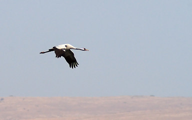 Image showing Migrating birds over nature lake at spring and autumn