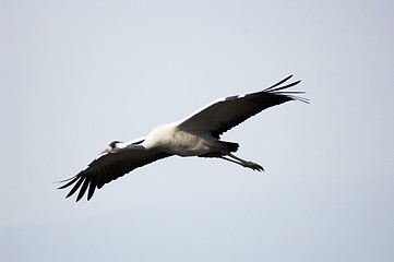 Image showing Stork flight