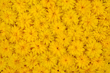 Image showing Group of Rudbeckia laciniata flower heads – yellow daisy background