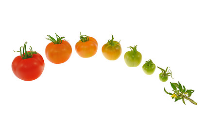 Image showing Evolution of red tomato isolated on white background