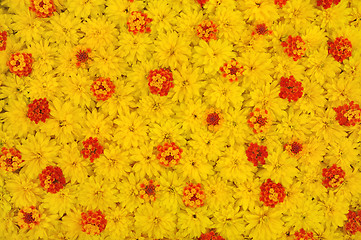 Image showing Group of Rudbeckia laciniata and Lantana camara flower heads