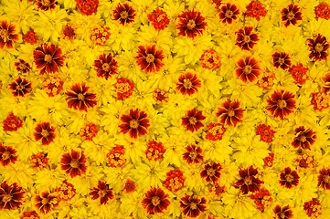 Image showing Rudbeckia laciniata, Lantana camara, Tagetes - flower heads