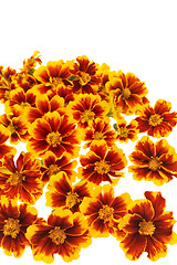 Image showing Marigold  flower heads over white background