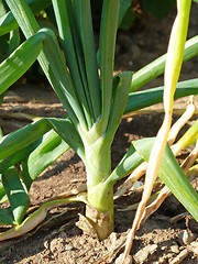 Image showing Green onion