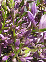 Image showing Hosta blooms