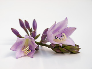 Image showing Hosta flowers