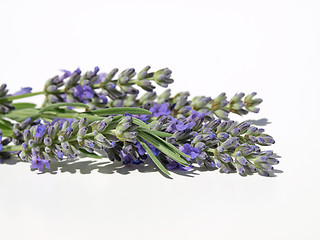 Image showing Purple lavender