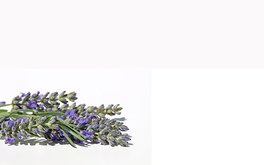 Image showing Lavender flowers