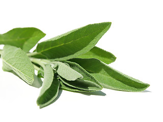 Image showing Sage leaves