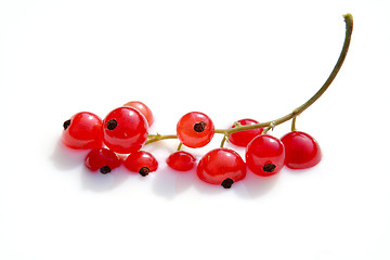 Image showing bathing red berries