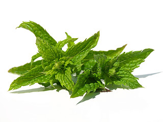 Image showing Spearmint