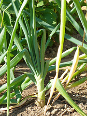 Image showing Green onions