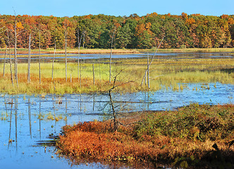 Image showing Autumn forest on the lake.