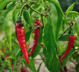 Image showing hot red peppe