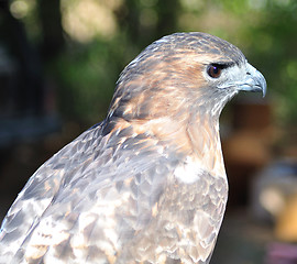 Image showing a Hawk , close up