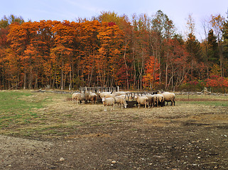 Image showing autumn in a sheep farm 