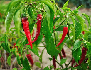 Image showing hot red pepper